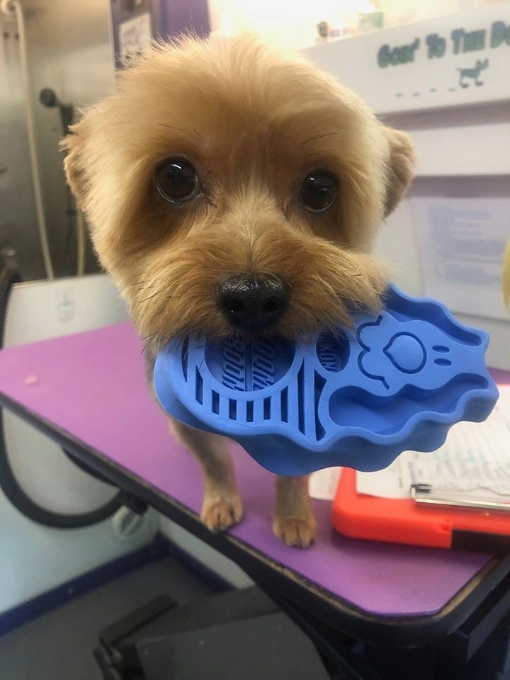 Goin' to the Dogs and Cats Pet Spa Grooming Huntsville, Alabama